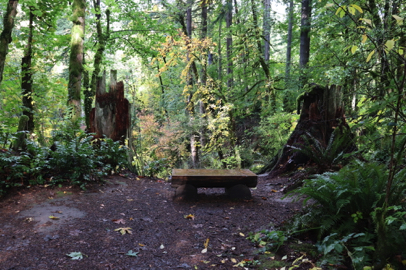 Bench along the natural surface Center Trail